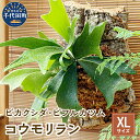 【ふるさと納税】観葉植物 バージンコルクプランツ コウモリラン ビカクシダ ビフルカツム XL サイズ 1個 趣味 インテリア ナチュラル 自然 緑 プレゼント ギフト 贈答用 送料無料 株式会社チャーム