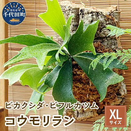 観葉植物 バージンコルクプランツ コウモリラン ビカクシダ ビフルカツム XL サイズ 1個 趣味 インテリア ナチュラル 自然 緑 プレゼント ギフト 贈答用 送料無料 株式会社チャーム