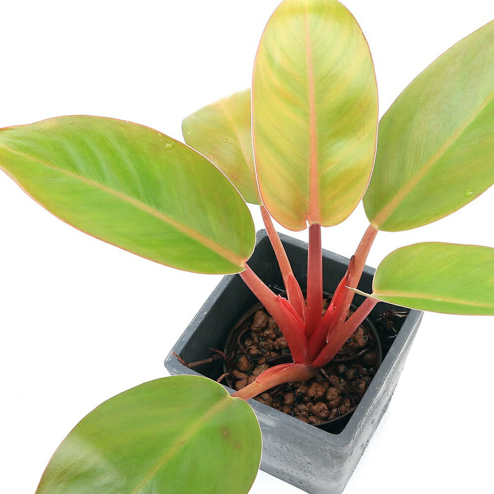 群馬県千代田町の画像3