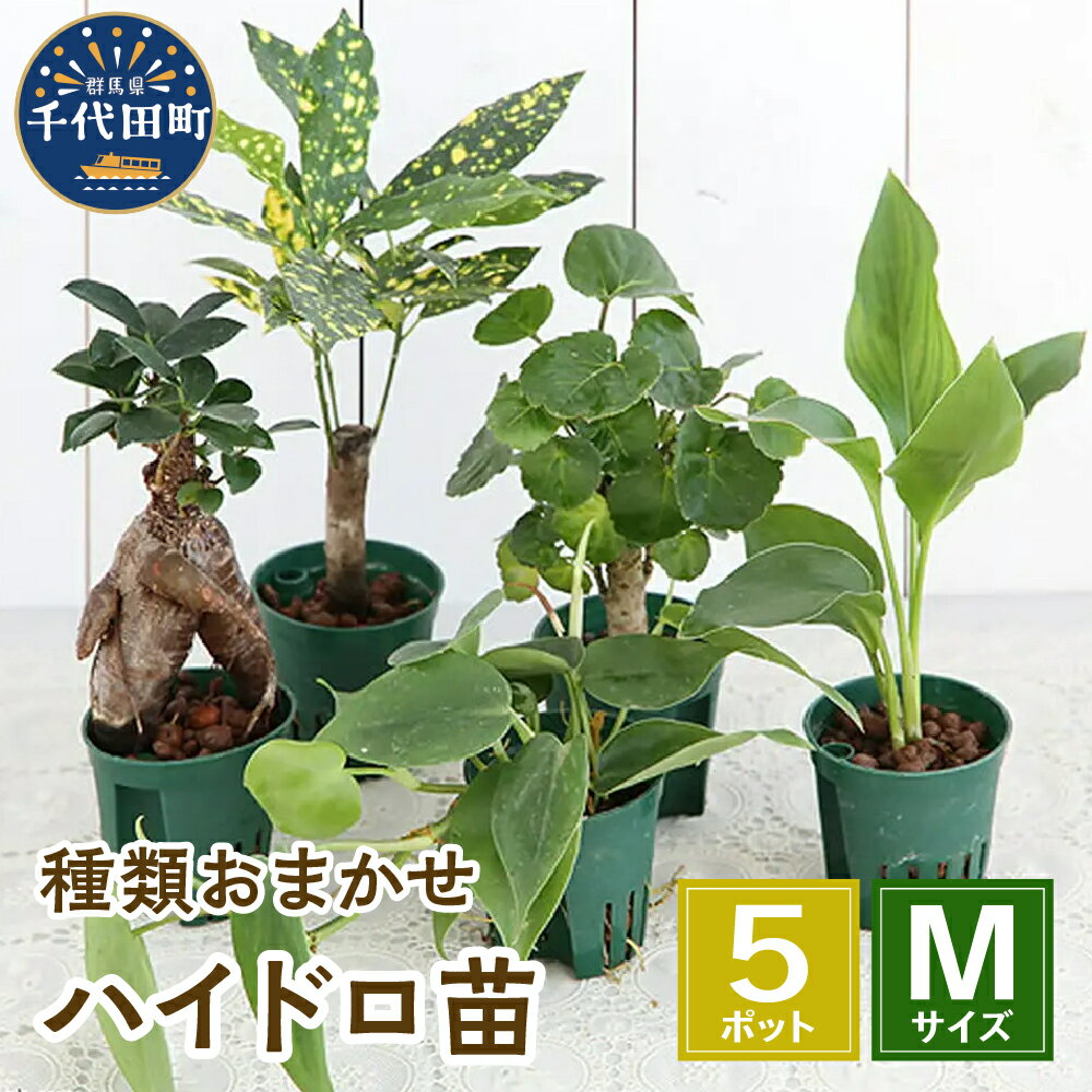 【ふるさと納税】観葉植物 おまかせ ハイドロ苗 6φ Mサイズ 5ポット 自然 風水 緑 趣味 人気 オススメ 初心者 玄関 リビング キッチン プレゼント ギフト 贈答用 送料無料 株式会社チャーム