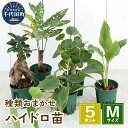 【ふるさと納税】観葉植物 おまかせ ハイドロ苗 6φ Mサイズ 5ポット 自然 風水 緑 趣味 人気 オススメ 初心者 玄関 リビング キッチン プレゼント ギ...