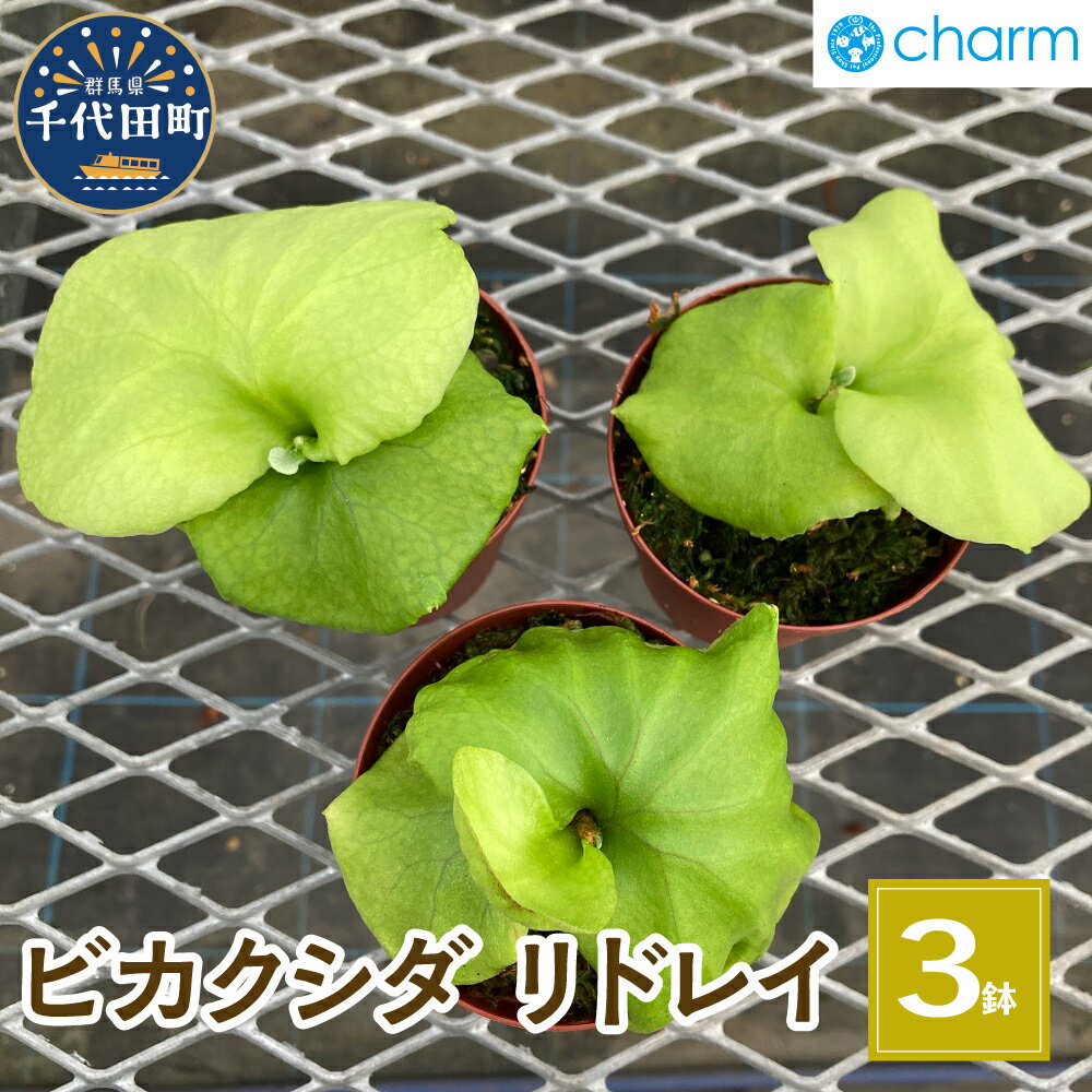 30位! 口コミ数「0件」評価「0」観葉植物 ビカクシダ リドレイ スポア 2.5～3号 (3鉢)群馬県 千代田町 インテリア ナチュラル 自然 リラクゼーション 室内栽培 プ･･･ 