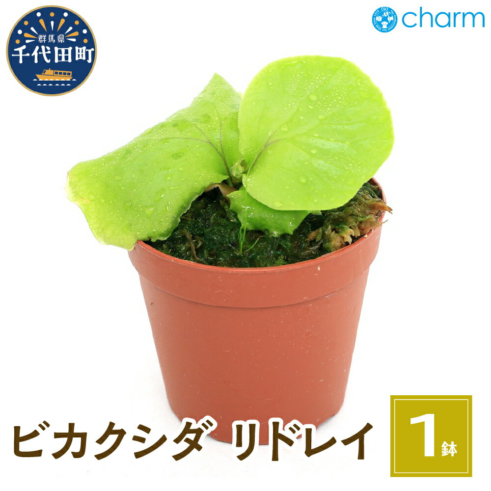 18位! 口コミ数「0件」評価「0」観葉植物　ビカクシダ リドレイ スポア 2.5～3号 (1鉢)群馬県 千代田町 インテリア ナチュラル 自然 リラクゼーション 室内栽培 プ･･･ 