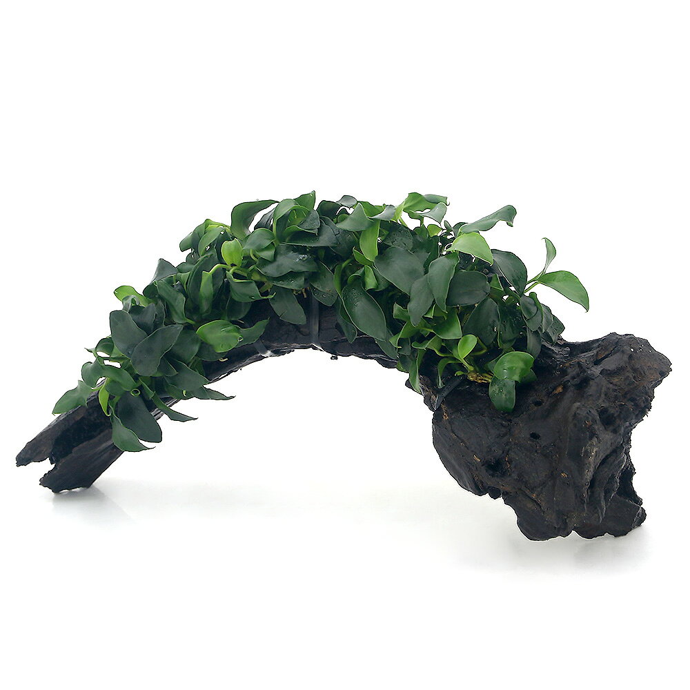 【ふるさと納税】水草 アヌビアスナナ プチ 流木 付 DX 水上葉 1本 (約25cm) インテリア ナチュラル 自然 リラクゼーション 室内栽培 プレゼント 送料無料 趣味 緑 人気 オススメ 初心者 玄関 リビング キッチン 水槽 アクアリウム 株式会社チャーム f105236-chiyoda-10000578 群馬県千代田町 サンプル画像2