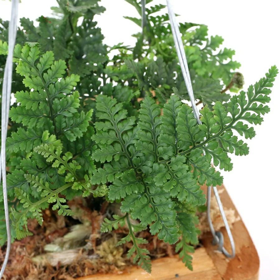 群馬県千代田町の画像2