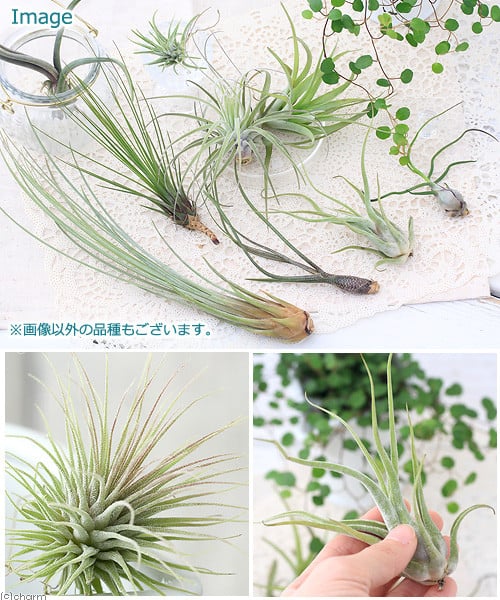 【ふるさと納税】観葉植物 エアープランツ 品種おまかせ （5株） インテリア ナチュラル 自然 リラクゼーション プレゼント ギフト 贈答用 送料無料 趣味 風水 緑 かわいい 人気 オススメ 初心者 玄関 自家栽培 北海道冬季発送不可 株式会社チャーム