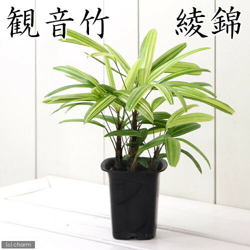 【ふるさと納税】観葉植物 ヤシ カンノンチク 観音竹 綾錦 4号（1鉢） インテリア ナチュラル 自然 リラクゼーション プレゼント ギフト 贈答用 送料無料 趣味 風水 緑 ライフスタイル 人気 オススメ 初心者 玄関 北海道冬季発送不可 株式会社チャーム