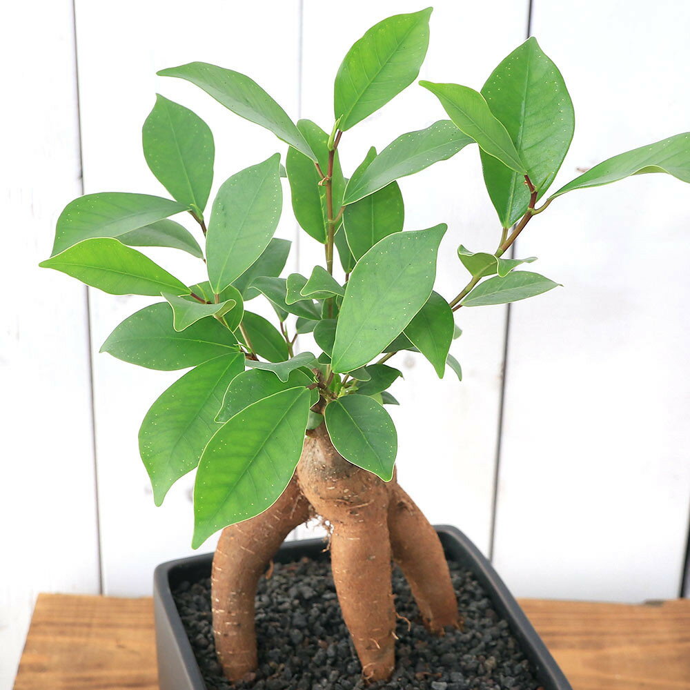 【ふるさと納税】観葉植物 ガジュマル 陶器鉢植え マットブラック塗装鉢（1鉢） インテリア リビング キッチン 玄関 風水 受け皿付き 溶岩砂 陶器 おしゃれ 多幸の木 幸運 縁起 北海道冬季発送不可 株式会社チャーム