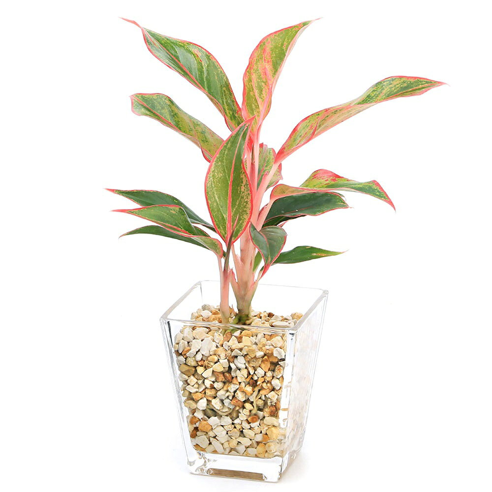 【ふるさと納税】観葉植物 品種おまかせハイドロカルチャー 9φサイズ ゼオライト植...