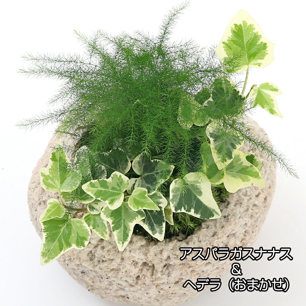 【ふるさと納税】観葉植物 苔盆栽 アスパラガス・ナナス＆ヘデラ おまかせ 抗火石鉢植え Mサイズ（1鉢） インテリア ナチュラル リラクゼーション 室内栽培 プレゼント 送料無料 趣味 人気 オススメ 初心者 玄関 リビング 苔 北海道冬季発送不可 株式会社チャーム