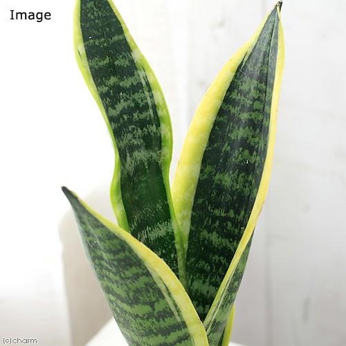 群馬県千代田町の画像2