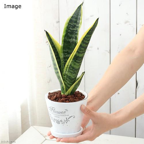 群馬県千代田町の画像3