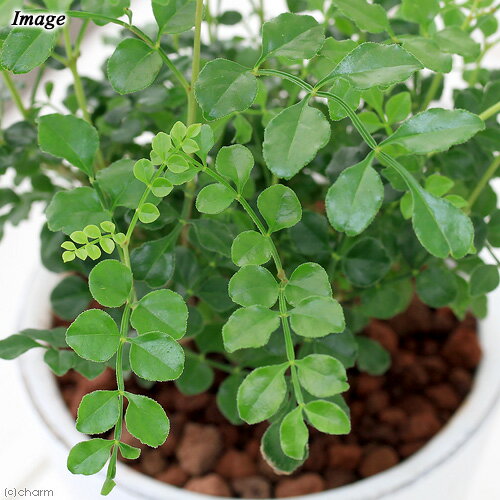 群馬県千代田町の画像2