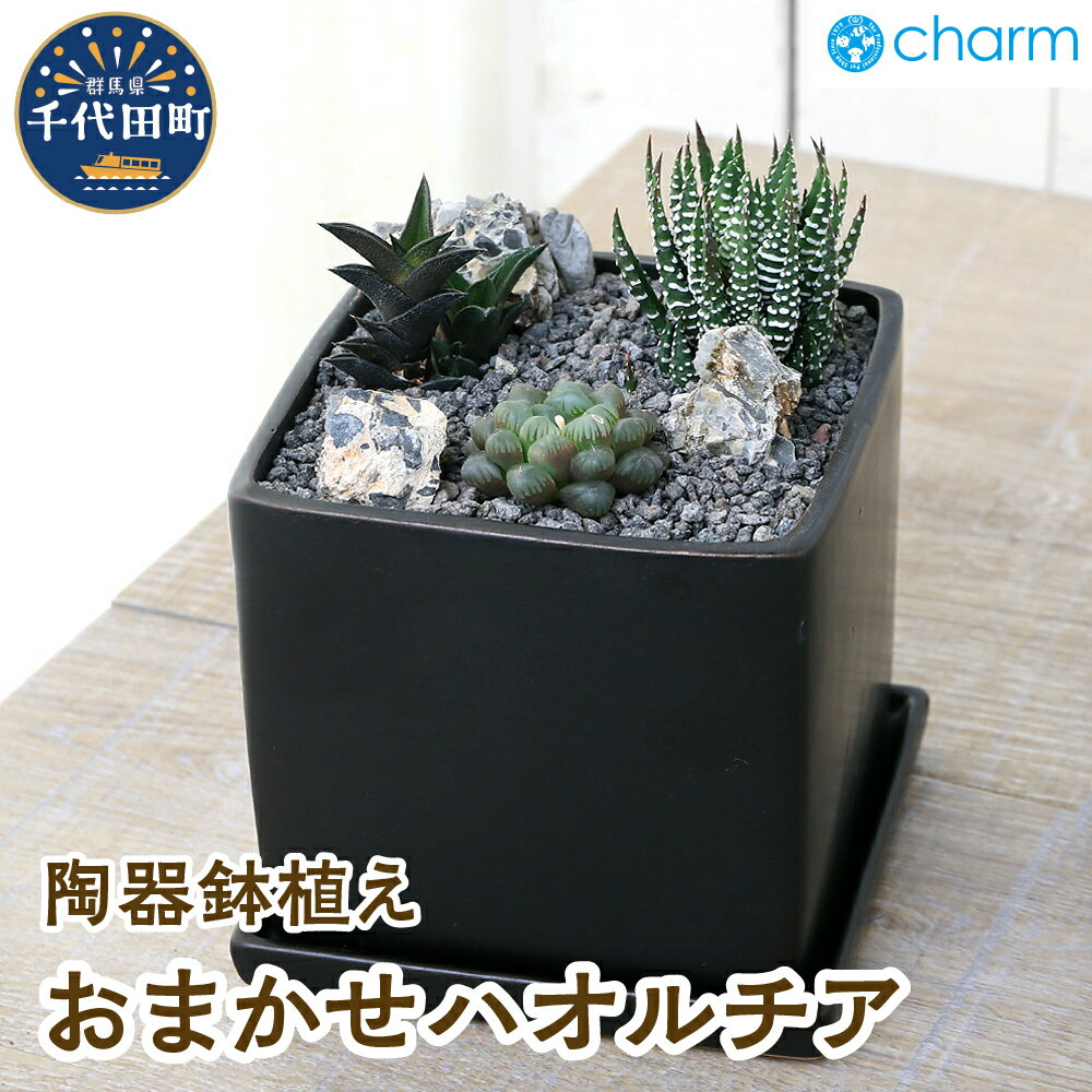 おまかせハオルチア 自生地風レイアウト 陶器鉢植え マットブラック塗装鉢(1鉢)インテリア ナチュラル 自然 リラクゼーション 室内栽培 プレゼント ギフト 贈答用 送料無料 株式会社チャーム