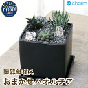 おまかせハオルチア 自生地風レイアウト 陶器鉢植え マットブラック塗装鉢（1鉢）インテリア ナチュラル 自然 リラクゼーション 室内栽培 プレゼント ギフト 贈答用 送料無料 株式会社チャーム