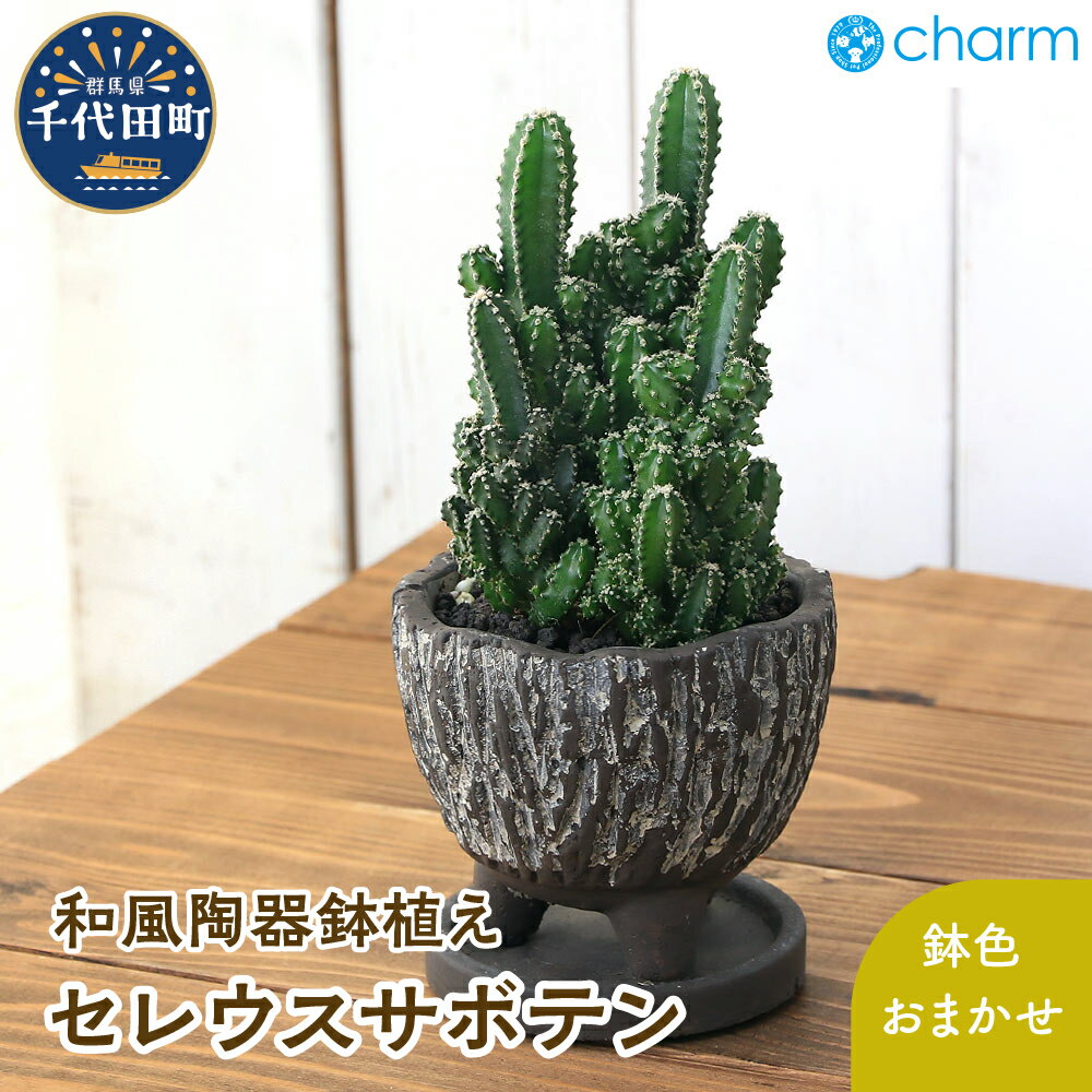 16位! 口コミ数「1件」評価「2」セレウスサボテン 和風陶器鉢植え 鉢色おまかせ（1鉢） 群馬県 千代田町 インテリア ナチュラル かわいい 室内栽培 プレゼント ギフト 贈･･･ 