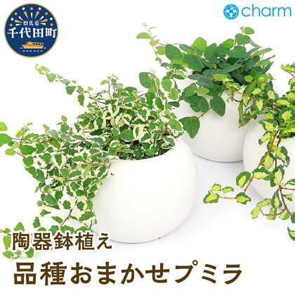 プミラ 品種おまかせ マットボールM植え（1鉢）インテリア ナチュラル かわいい リラクゼーション 室内栽培 プレゼント ギフト 贈答用 送料無料 趣味 風水 緑 ライフスタイル 人気 オススメ 初心者 玄関 リビング キッチン 株式会社チャーム