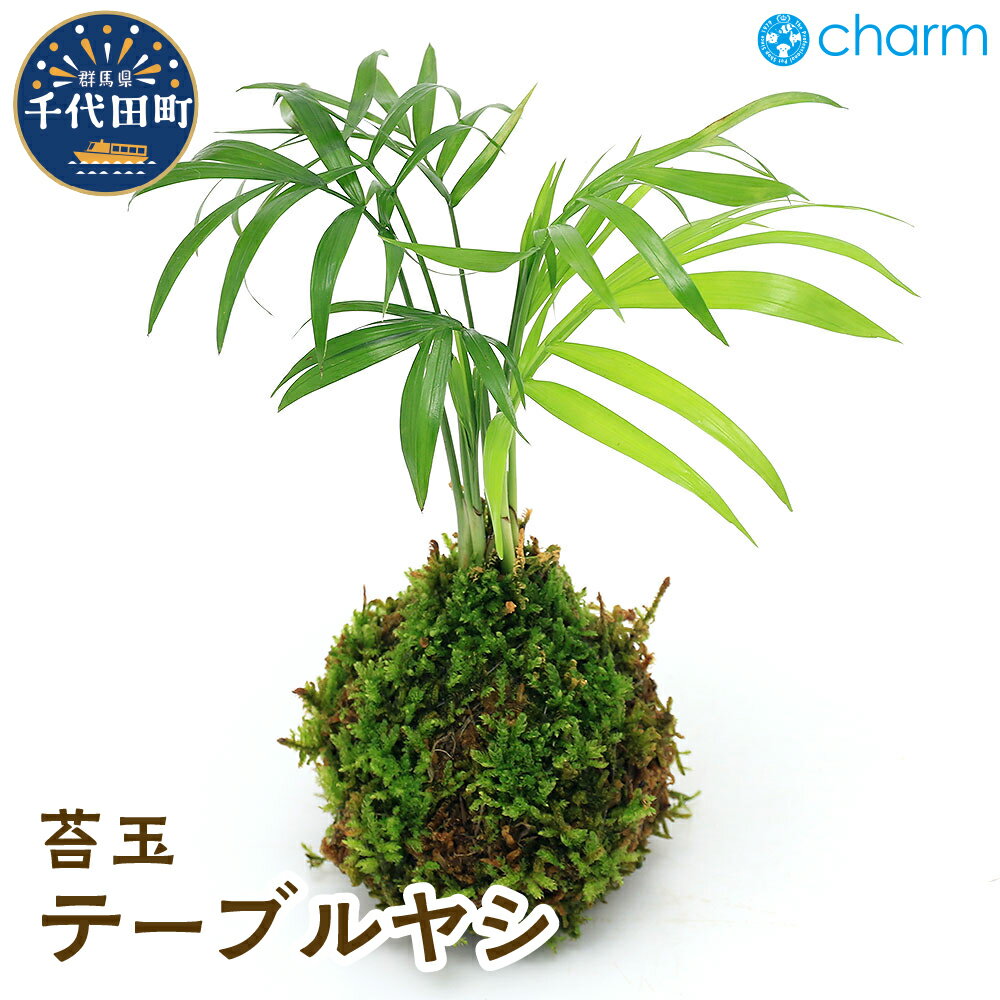 ヤシ 【ふるさと納税】苔玉 テーブルヤシ Ver.這苔（1個） 群馬県 千代田町 インテリア ナチュラル 自然 リラクゼーション 室内栽培 プレゼント 送料無料 趣味 緑 人気 オススメ 初心者 玄関 リビング 株式会社チャーム