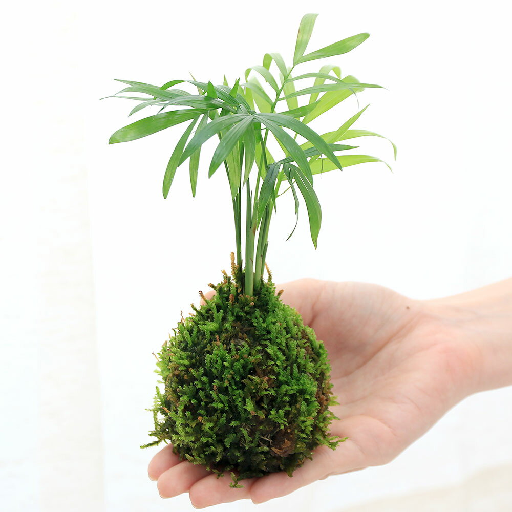 群馬県千代田町の画像2