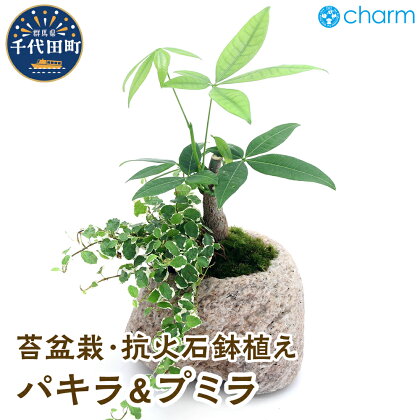 苔盆栽 パキラ&プミラ 抗火石鉢植え Mサイズ（1鉢）【観葉植物】群馬県 千代田町 インテリア ナチュラル 自然 リラクゼーション 室内栽培 プレゼント 送料無料 趣味 緑 人気 オススメ 発財樹 初心者 玄関 リビング 株式会社チャーム