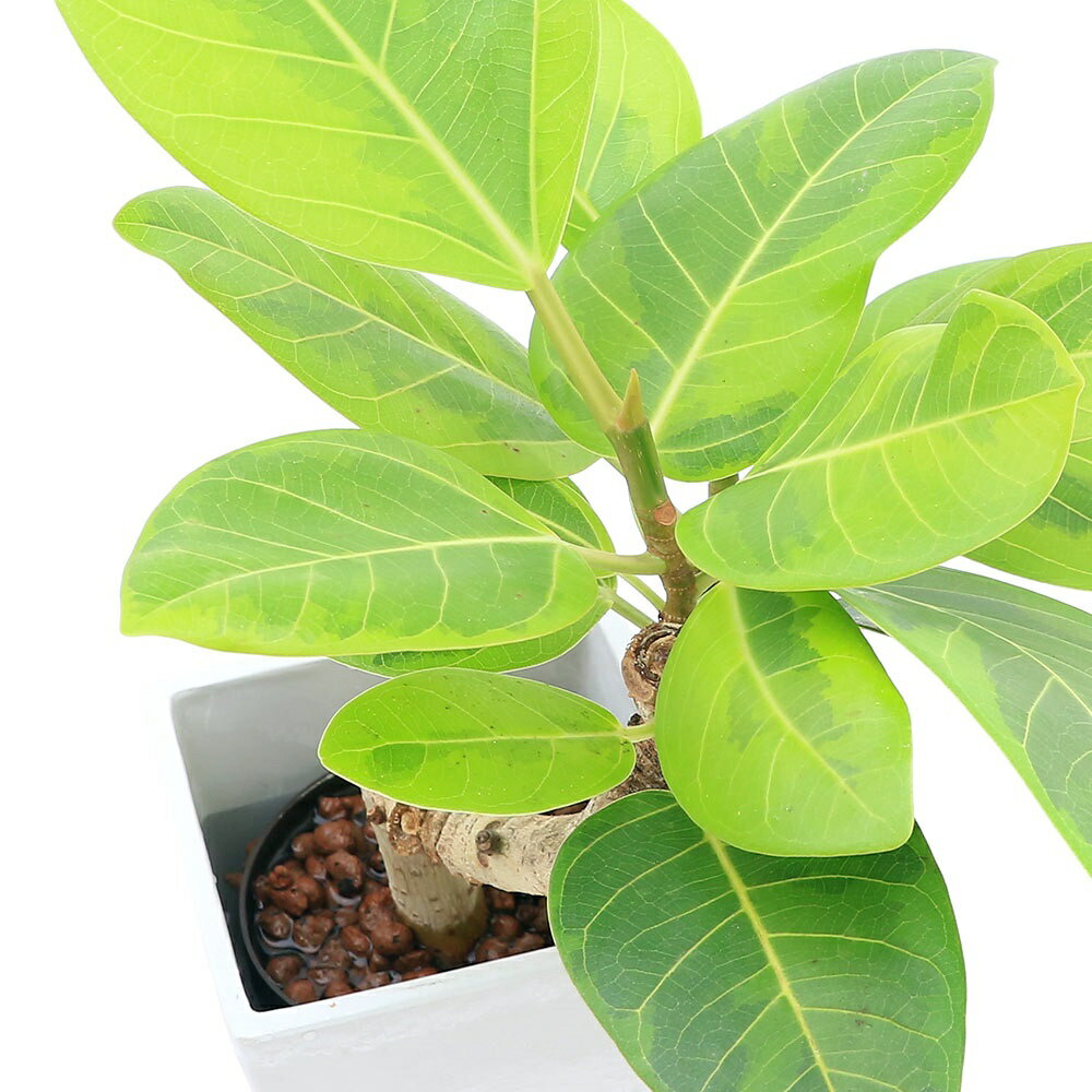 群馬県千代田町の画像3