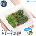 【ふるさと納税】 おまかせ 浮き草 大パック(無農薬)(3種10株ずつ)(1パック)群馬県 千代田町 ...
