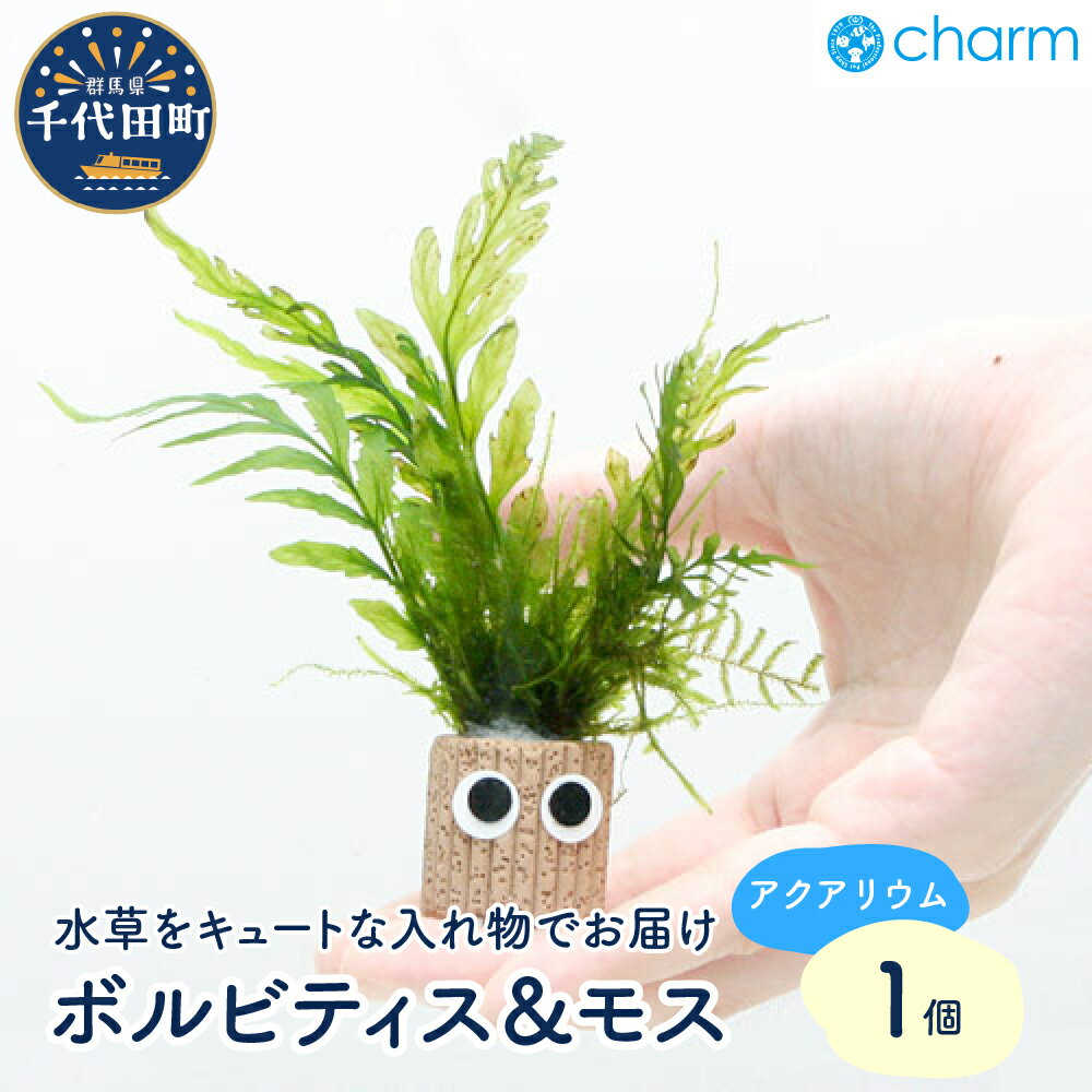 チャー坊 ボルビティス&モス付き(水中葉)(無農薬)(1個)群馬県
