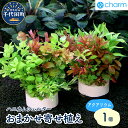 【ふるさと納税】ハニカムシェルター おまかせ 寄せ植え ミックス（半水中葉）（無農薬）（1個）群馬県 千代田町 オススメ 初心者 水槽 アクアリウム インテリア ナチュラル 自然 リラクゼーション おしゃれ プレゼント 送料無料 人気 オススメ 株式会社チャーム