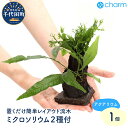 【ふるさと納税】置くだけ簡単 レイアウト流木 ミクロソリウム2種付(水上葉)(1個)群馬県 千代田町 ...