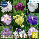 【ふるさと納税】 おまかせ 花菖蒲 3号 ( 24ポット セット ) ビオトープ インテリア ナチュラル かわいい リラクゼーション 室内栽培 プレゼント ギフ...
