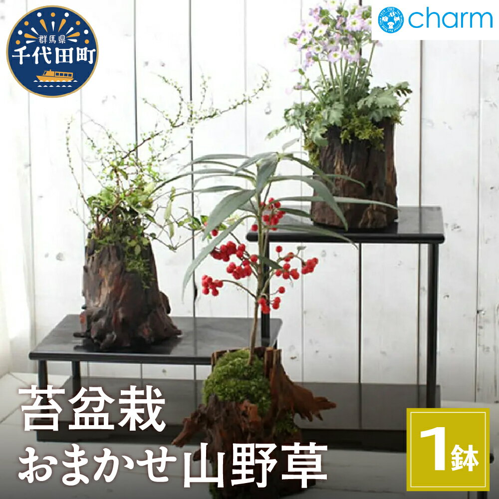 苔盆栽 おまかせ山野草 1〜2種寄せ植え 切り株流木鉢植え 盆栽 苔 インテリア ナチュラル かわいい リラクゼーション 室内栽培 プレゼント ギフト 贈答用 お祝い 送料無料 趣味 家庭 ライフスタイル 人気 オススメ 初心者 玄関 リビング 群馬県千代田町