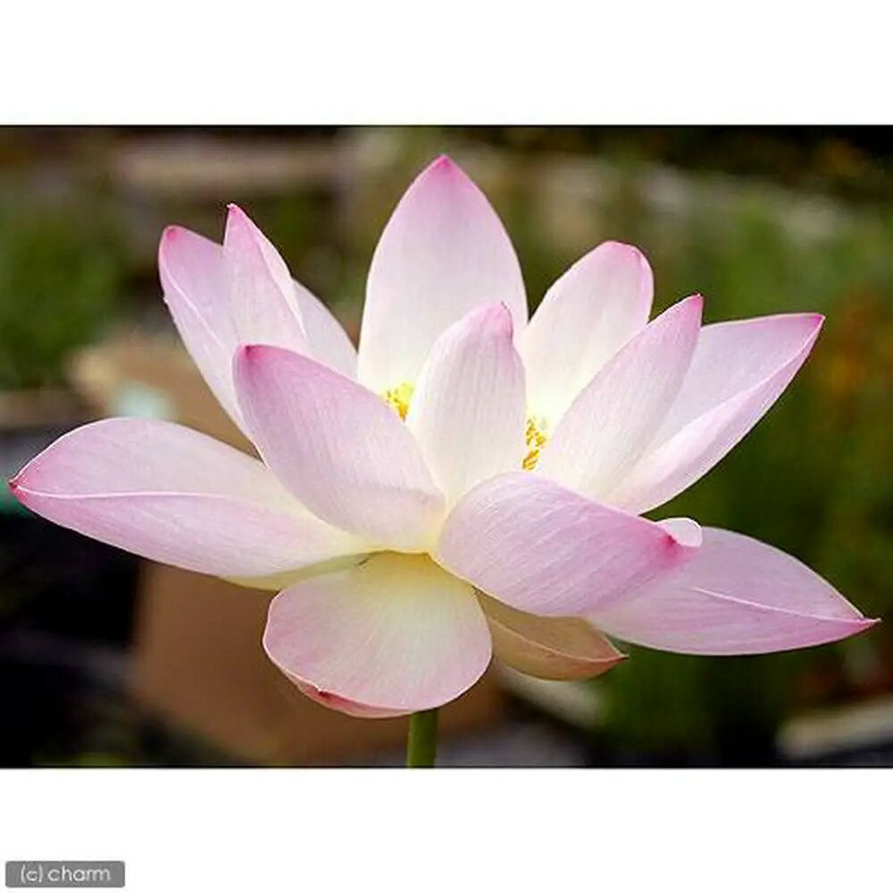 群馬県千代田町の画像2