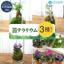 【ふるさと納税】苔テラリウム 3種類セット 苔 北海道冬季発送不可 群馬県 千代田町 インテリア ナチュラル 自然 プレゼント ギフト 贈答用 送料無料 趣味 ...