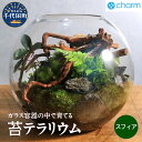 【ふるさと納税】苔テラリウム スフィア 北海道冬季発送不可 群馬県 千代田町 苔 インテリア ナチュラル 自然 プレゼント ギフト 贈答用 送料無料 趣味 風水...