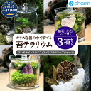 【ふるさと納税】苔テラリウム 鉱石 化石 レイアウト 3種セット アンモナイトスライス アメジスト ローズクオーツ 群馬県千代田町 インテリア ナチュラル 植物...