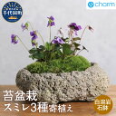 【ふるさと納税】苔盆栽 スミレ( 菫 )3種 寄せ植え 白溶岩石鉢 群馬県 千代田町 苔 インテリア ナチュラル かわいい 癒し 植物 リラクゼーション 室内栽...