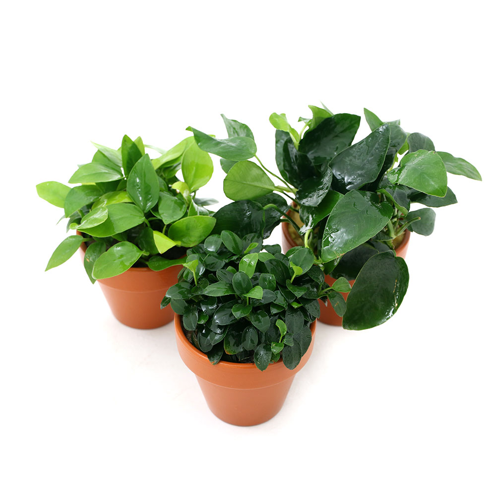 群馬県千代田町の画像2