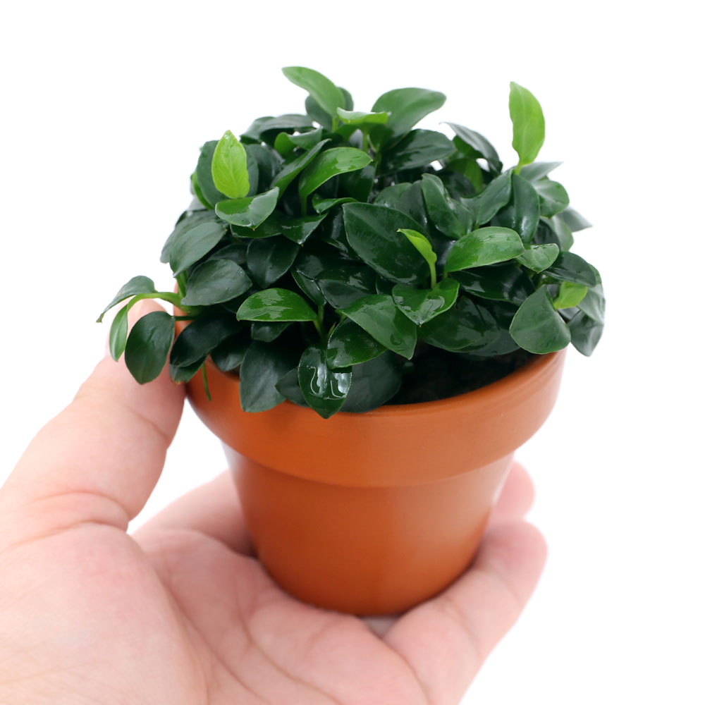 群馬県千代田町の画像3