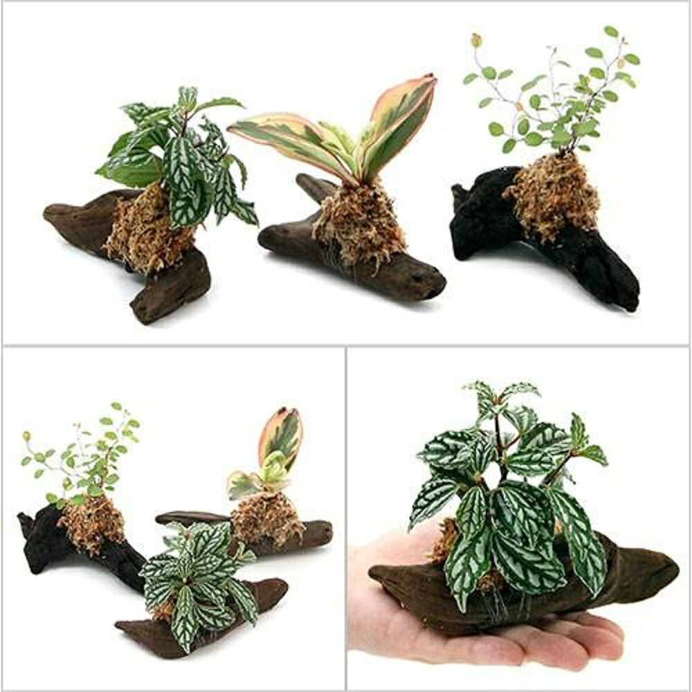 【ふるさと納税】観葉植物 テラリウム向け ミニ観葉付流木 Sサイズ 約15cm 5本 インテリア 自然 リラクゼーション 室内栽培 プレゼント ギフト 送料無料 趣味 ライフスタイル 人気 オススメ 初心者 玄関 リビング キッチン 水槽 株式会社チャーム - 2