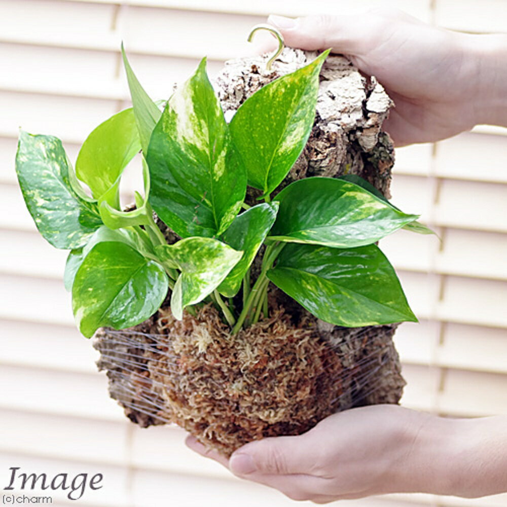 群馬県千代田町の画像3