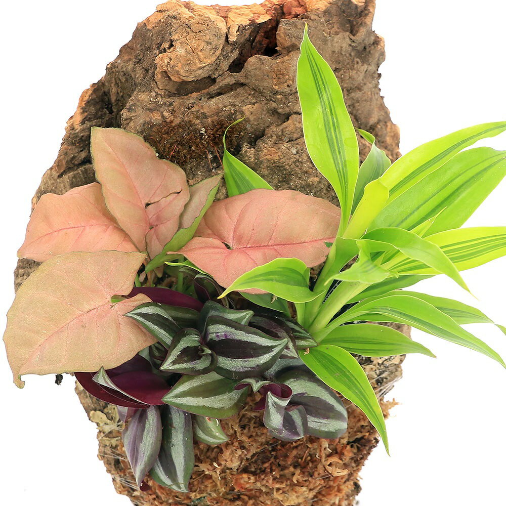 群馬県千代田町の画像2