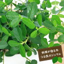 群馬県千代田町の画像2