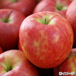 【ふるさと納税】国産 割れりんご 50g×10袋