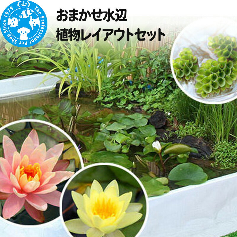 おまかせ水辺植物レイアウトセット