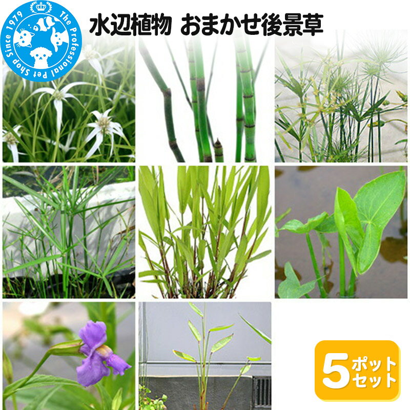 【ふるさと納税】水辺植物 おまかせ後景草×5ポットセット