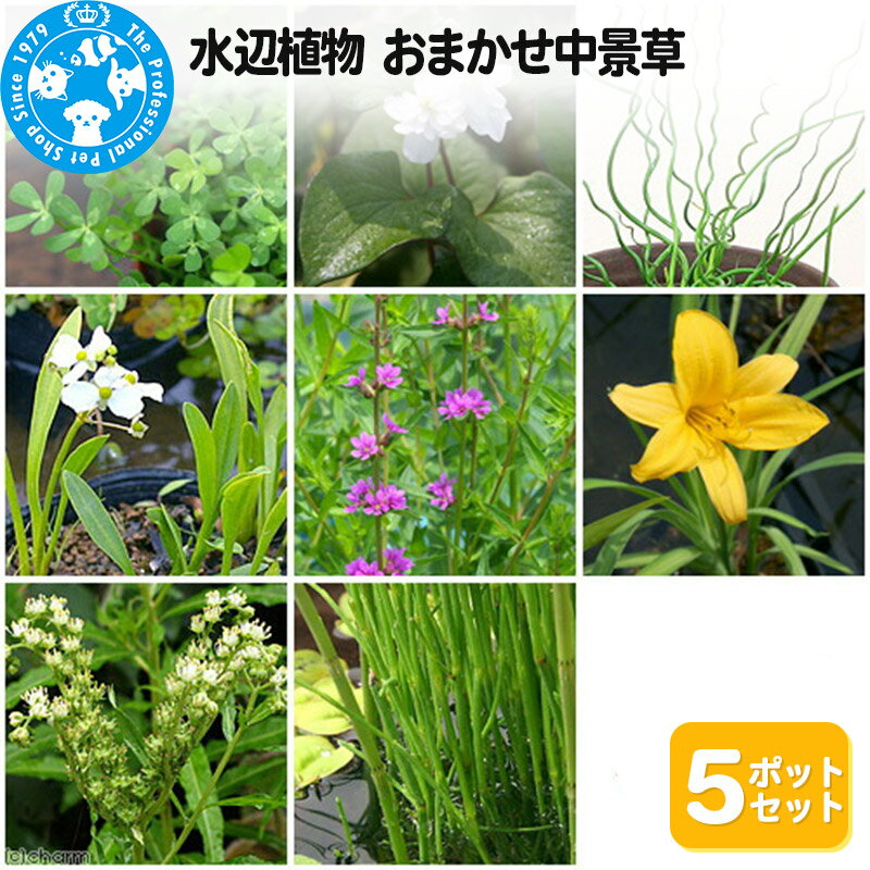 【ふるさと納税】水辺植物 おまかせ中景草×5ポットセット