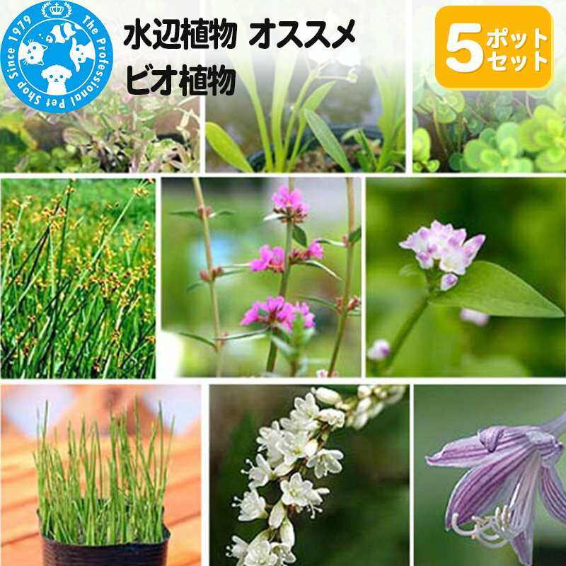 【ふるさと納税】水辺植物 オススメ ビオ植物×5ポットのサムネイル
