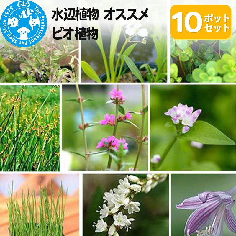 【ふるさと納税】水辺植物 オススメ ビオ植物×10ポット