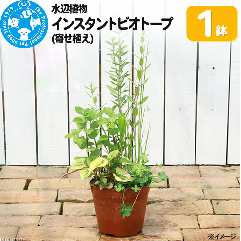 【ふるさと納税】水辺植物 インスタントビオトープ(寄せ植え)(1鉢)