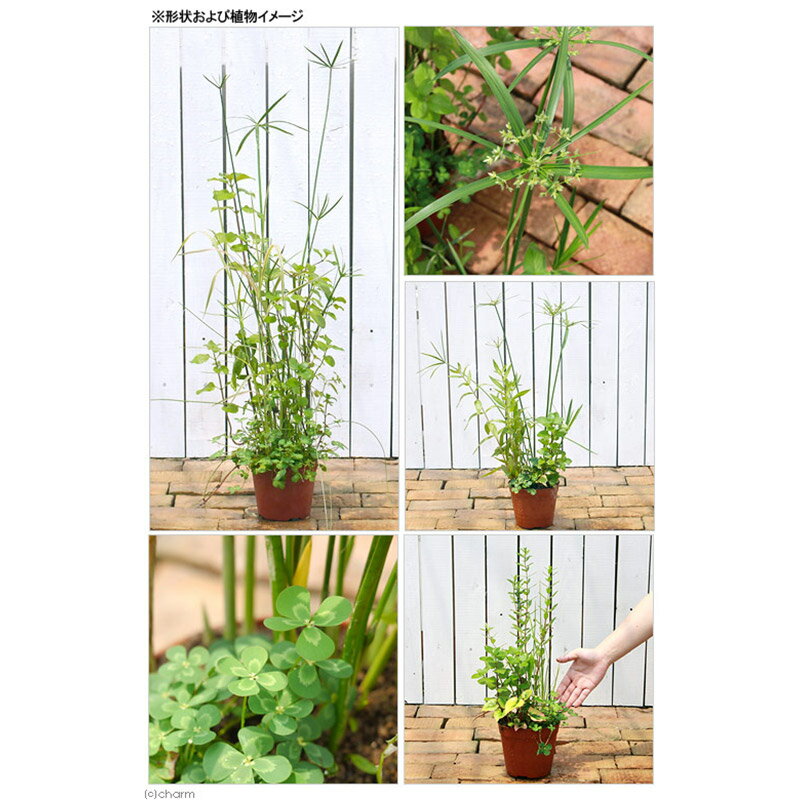 【ふるさと納税】水辺植物 インスタントビオトープ(寄せ植え)(1鉢)